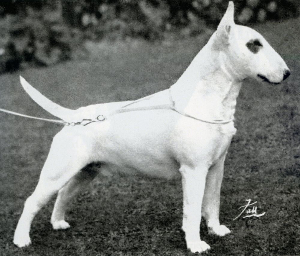 Bull Terriers: “The Best Breed Books Anywhere!”